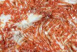 Ruby Red Vanadinite Crystals on Pink Barite - Morocco #82377-2